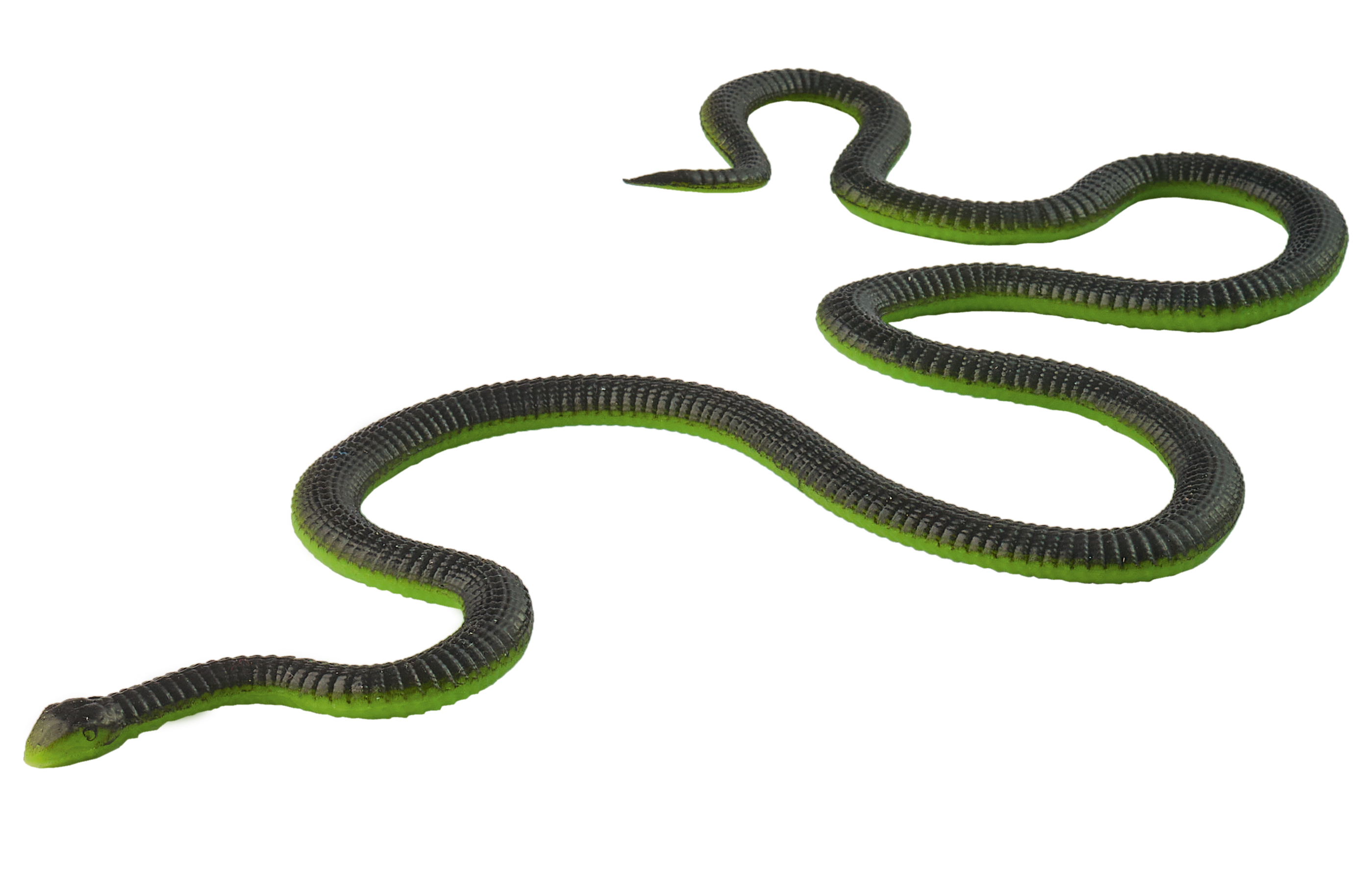 PW Serie3 15 Dispholidus typus 0105 3