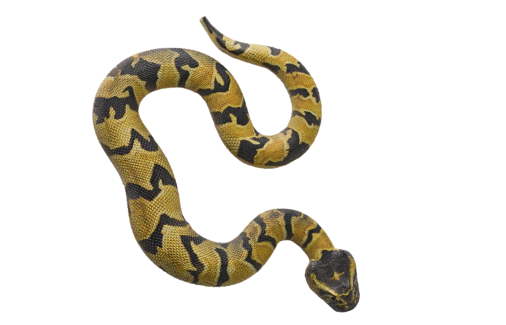 06. Vibora bufadora
