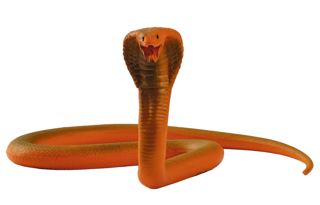 07. Cobra del Cabo