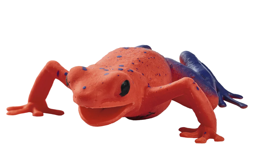 10. Rana flecha roja y azul