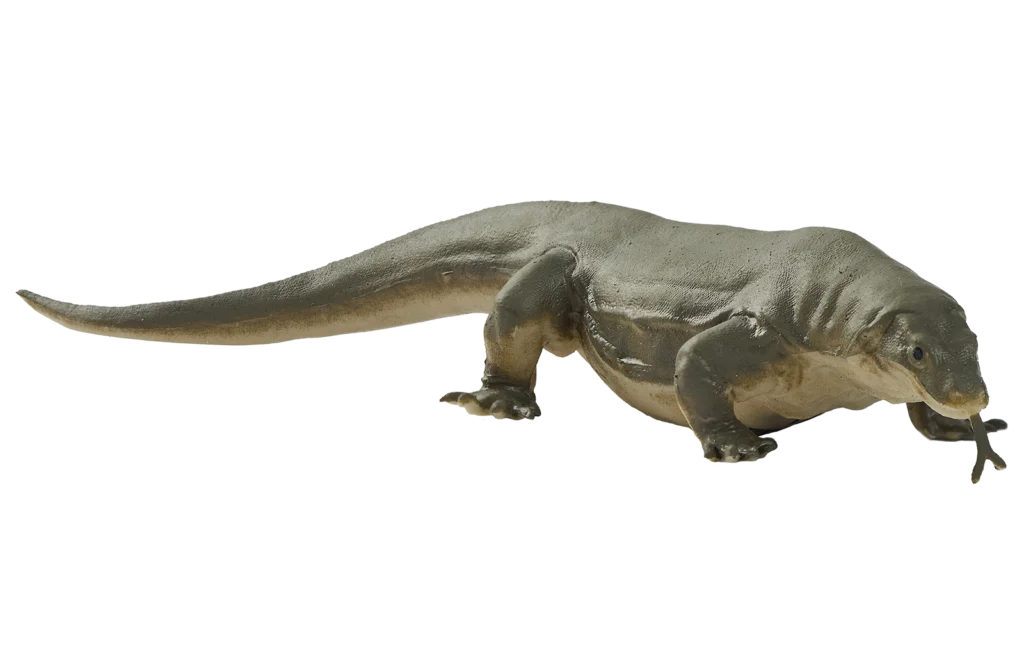 12. Dragon de Komodo