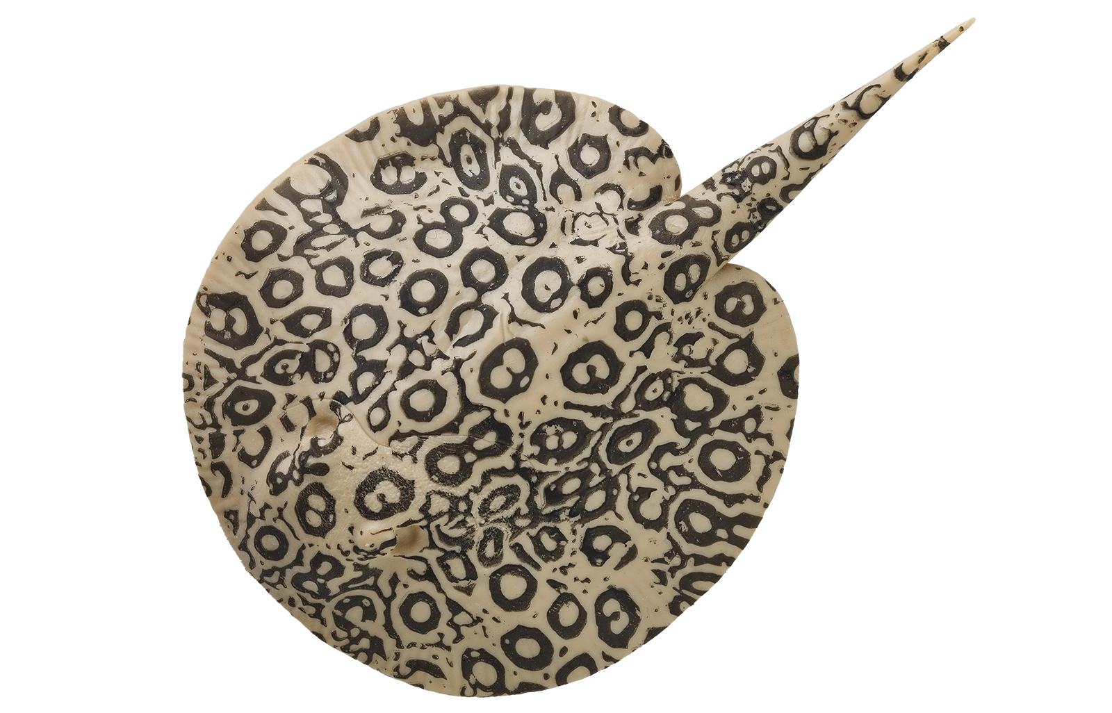 17. Raya de agua dulce floreada